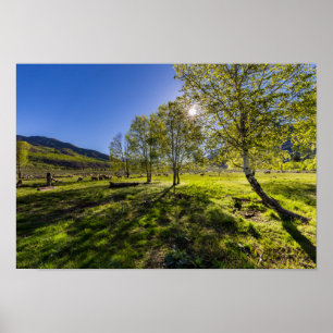 Poster Lever du soleil sur un pâturage rempli de moutons