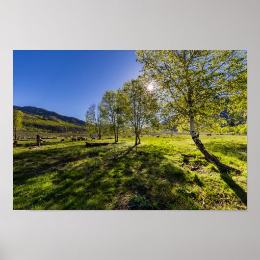 Poster Lever du soleil sur un pâturage rempli de moutons (Devant)
