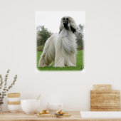 Poster Lévrier Afghan 9Y247D-025 (Cuisine)