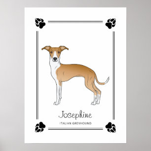Poster Lévrier Italien Fauve Et Blanc Avec Pattes Et Text
