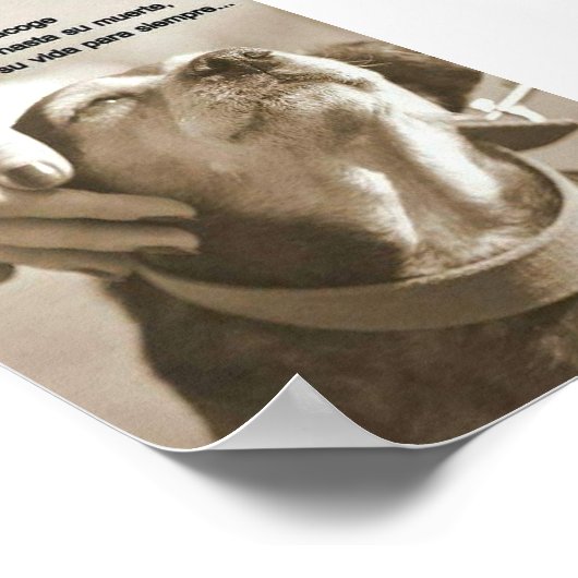 Poster Leyenda sobre adoptar (Coin)