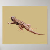 Poster Lézard (Devant)