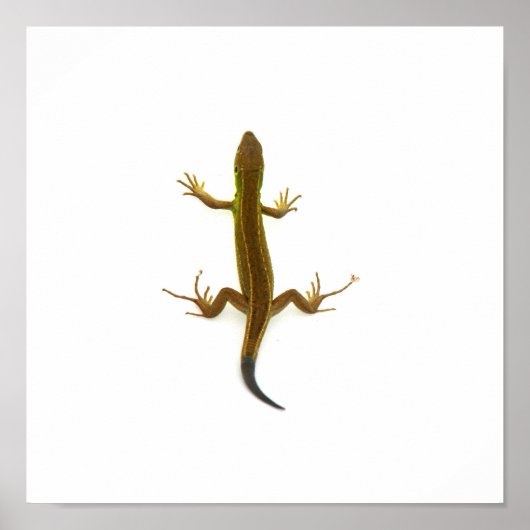 Poster lézard (Devant)