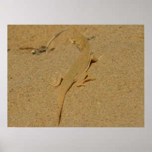 Poster Lézard à doigts frangés du Mojave