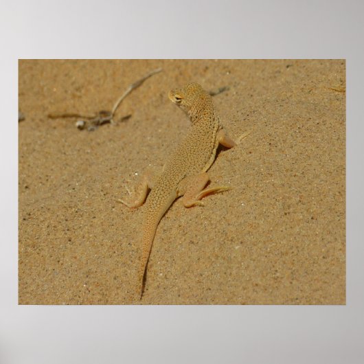 Poster Lézard à doigts frangés du Mojave (Devant)