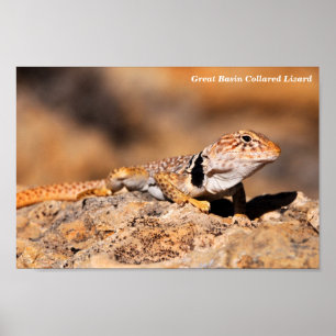 Poster Lézard colleté grand par bassin