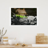 Poster Lézard dans la rapace (Cuisine)