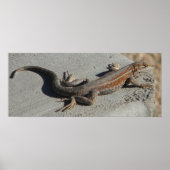 Poster lézard des dunes (Devant)