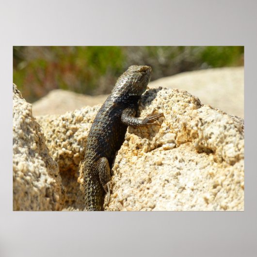 Poster Lézard épineux à dos jaune à Joshua Tree (Devant)