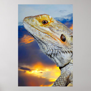 Poster Lézard gris au coucher du soleil
