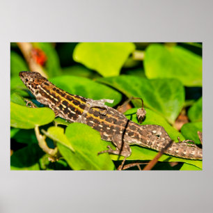 Poster Lézard italien