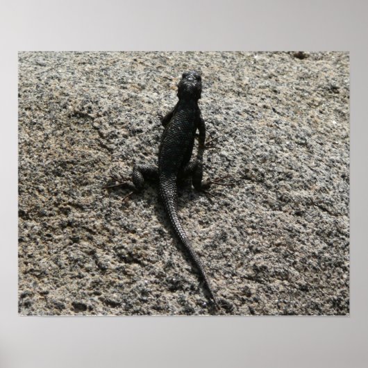 Poster Lézard noir (Devant)