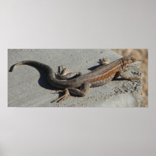 Poster lézard sage de brosse de dunes