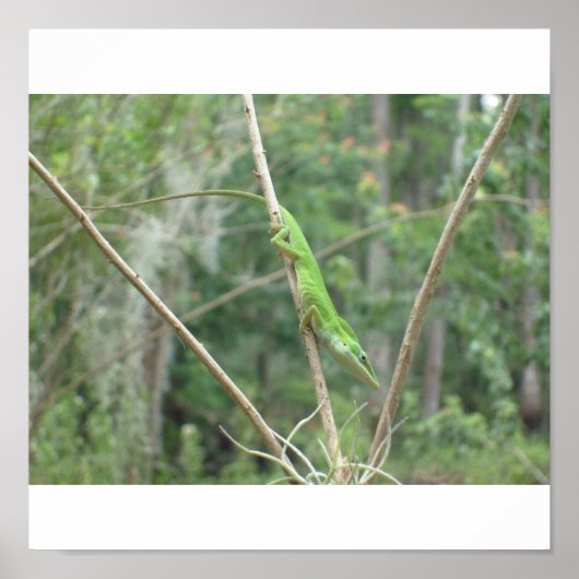 Poster Lézard vert (Devant)