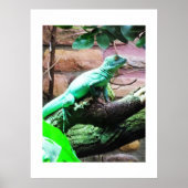 Poster Lézard vert (Devant)