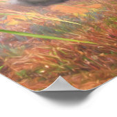 Poster Lhasa Apso Chien HIGH TAIL HOME (Coin)