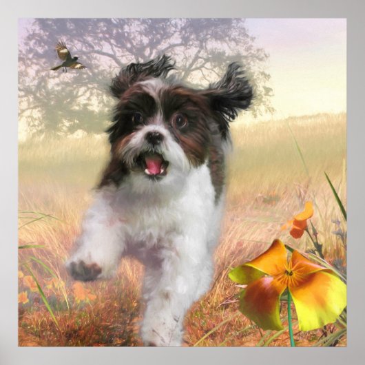 Poster Lhasa Apso Chien HIGH TAIL HOME (Devant)