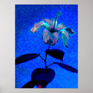 Poster L'Hibiscus Iridescendant Fleur Bleu rose