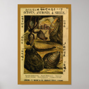Poster L'huître vintage de coquilles de mer crante la