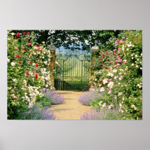 Poster L'hybride rouge Rose-A rayé le chemin pour