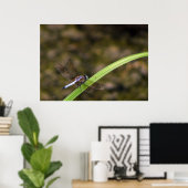 Poster libellule (Bureau à domicile)