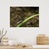 Poster libellule (Cuisine)