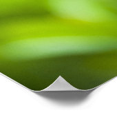 Poster libellule (Coin)