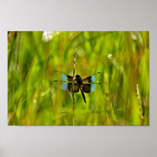Poster libellule
