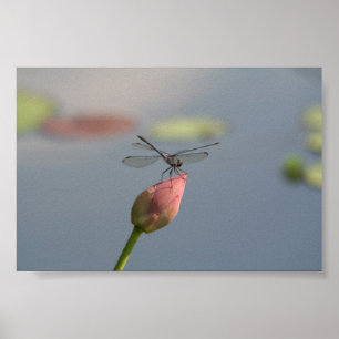 Poster Libellule