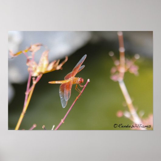 Poster libellule (Devant)