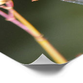 Poster libellule (Coin)