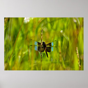 Poster libellule