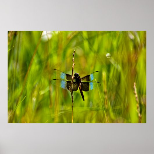 Poster libellule (Devant)