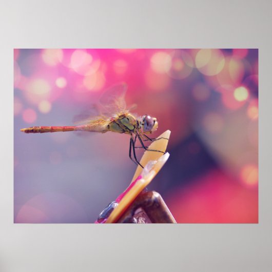 Poster Libellule (Devant)