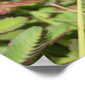 Poster libellule (Coin)