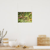 Poster libellule (Cuisine)