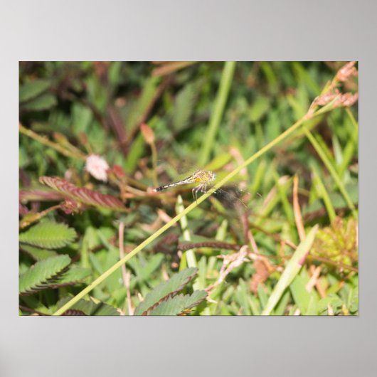 Poster libellule (Devant)