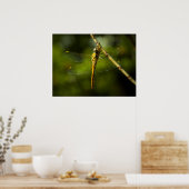 Poster libellule (Cuisine)