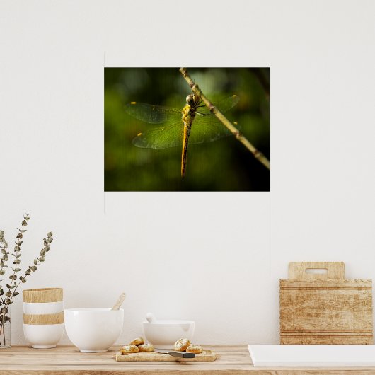 Poster libellule (Cuisine)