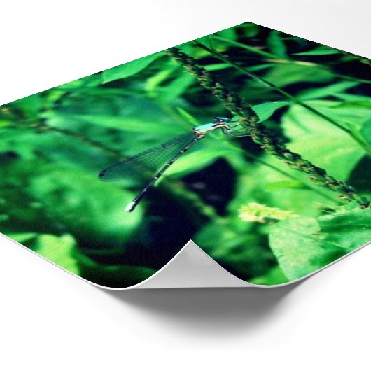 Poster libellule (Coin)