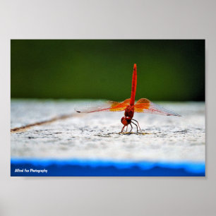 Poster Libellule à ailes orange