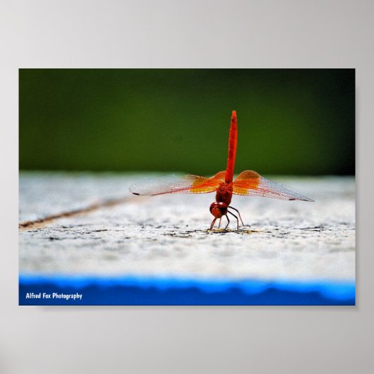 Poster Libellule à ailes orange (Devant)