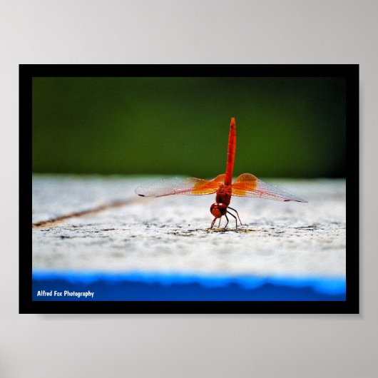 Poster Libellule à ailes orange (Devant)