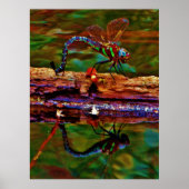 Poster libellule arc-en-ciel, libellule Turquoise et viol (Devant)