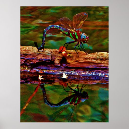 Poster libellule arc-en-ciel, libellule Turquoise et viol (Devant)