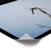 Poster Libellule avec canne (Coin)