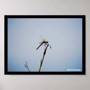 Poster Libellule avec canne