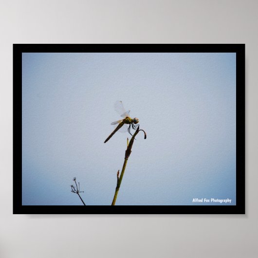 Poster Libellule avec canne (Devant)