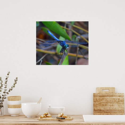 Poster - libellule bleue (Cuisine)