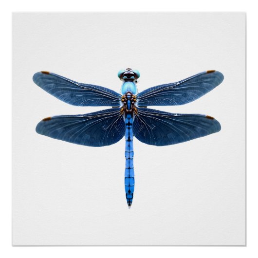 Poster Libellule bleue - Insecte Faune et flore Amateur d (Devant)